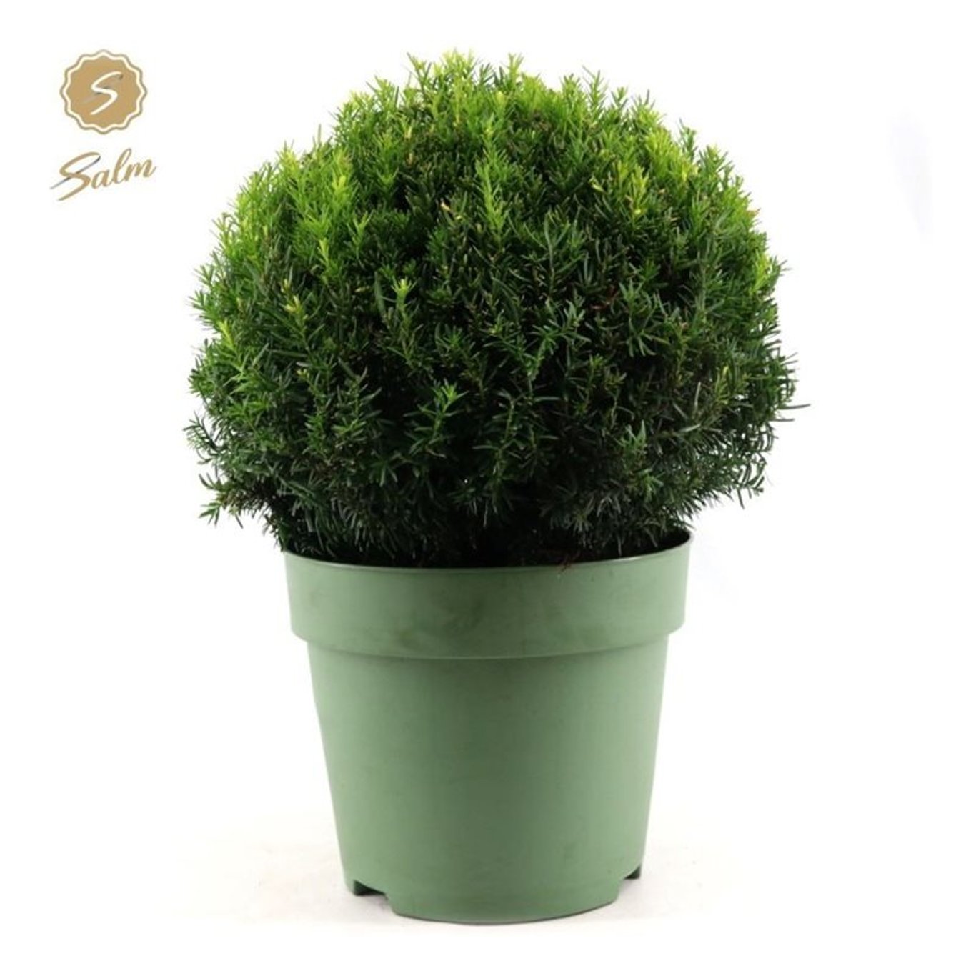 Taxus media 'Groenland' - 45 CM Ball Cont.